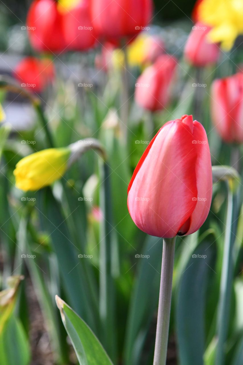 Tulip, Nature, No Person, Flower, Garden