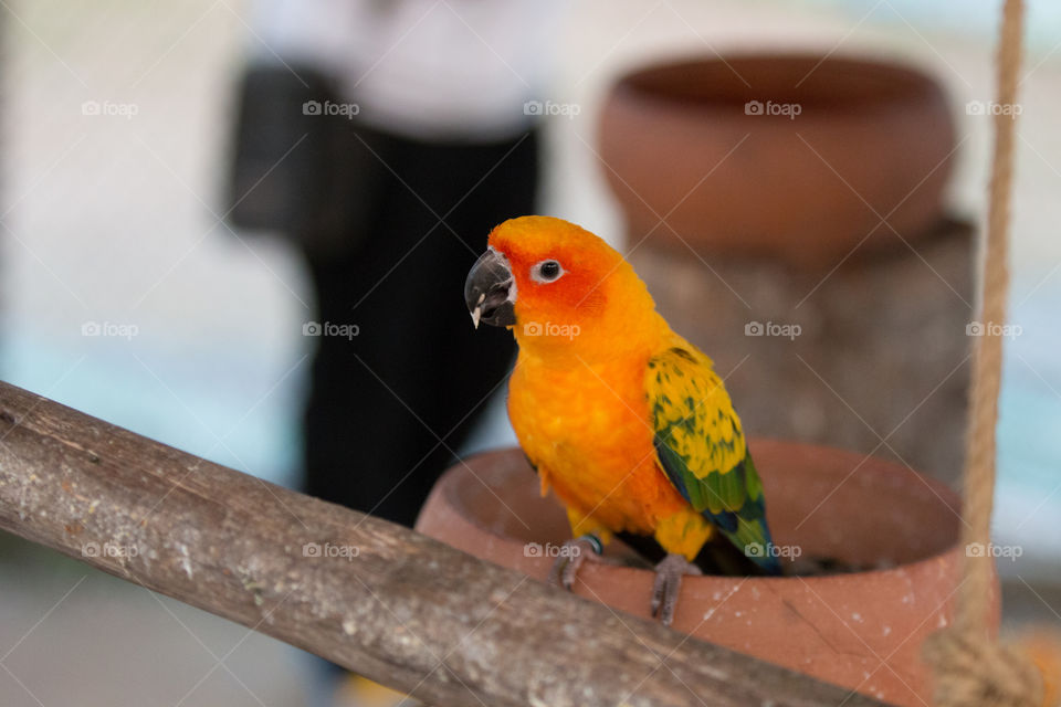 Bird, Parrot, Wildlife, No Person, Nature