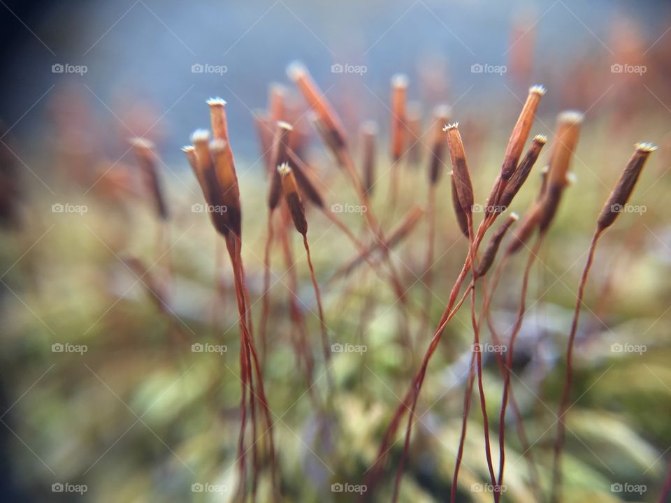 Macro orange mushrooms and moss