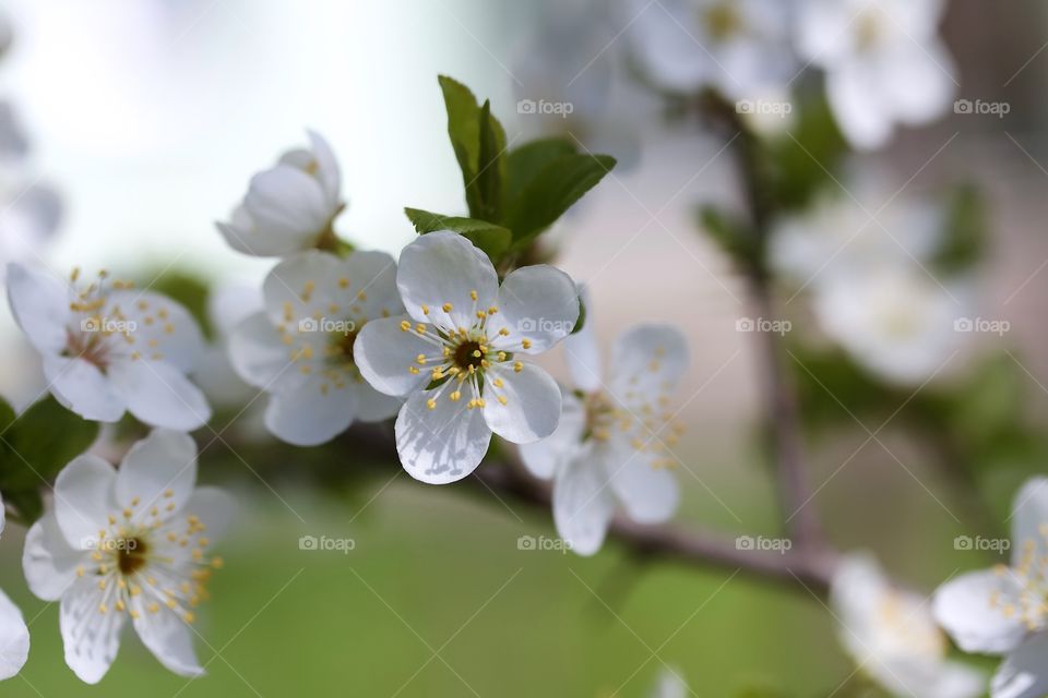 Cherry plum flowers