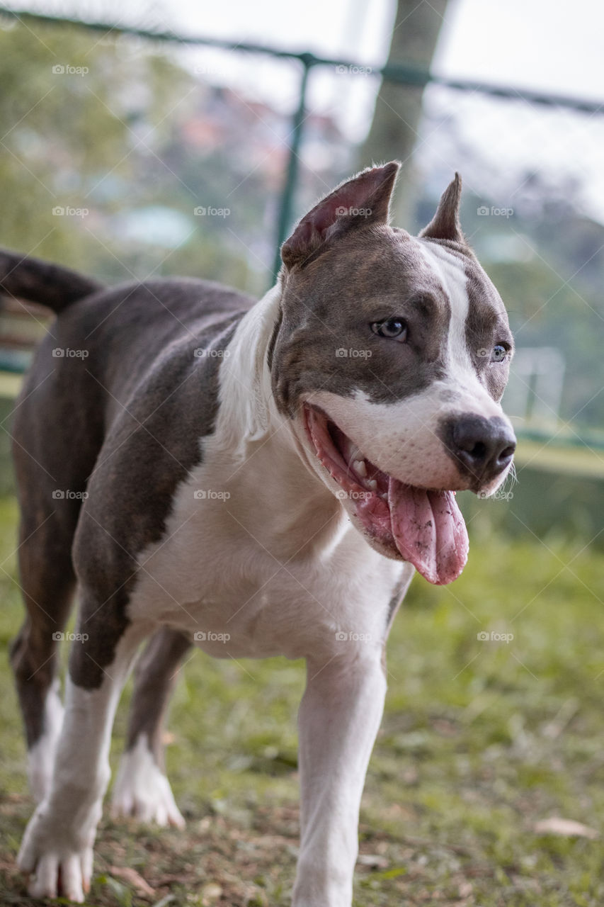 Pitbull puppy watching the park around