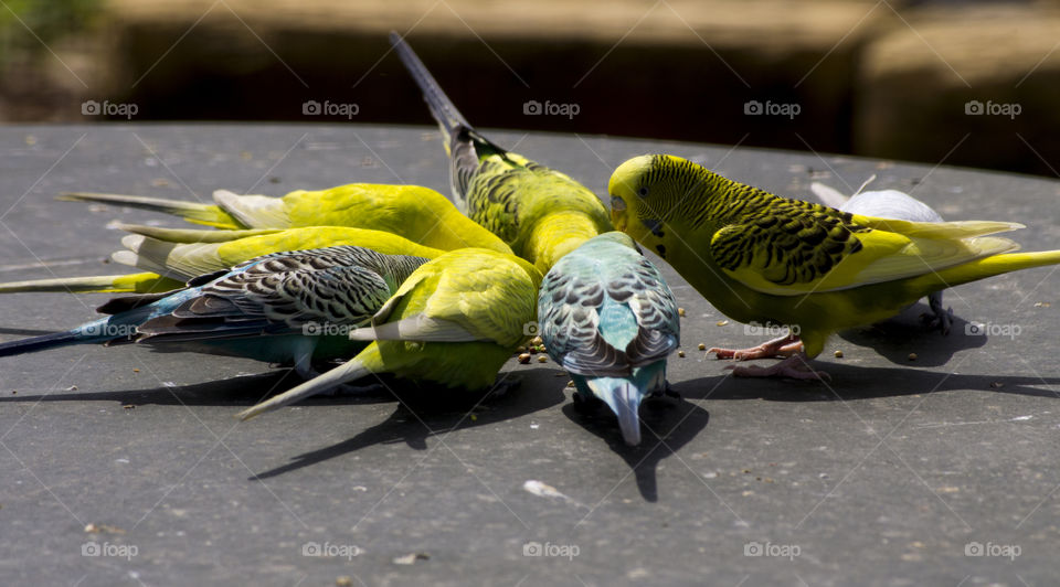 colorful budgies feeding time