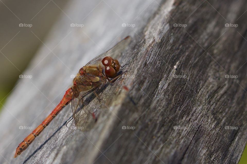 Close-up of dragonfly on wood