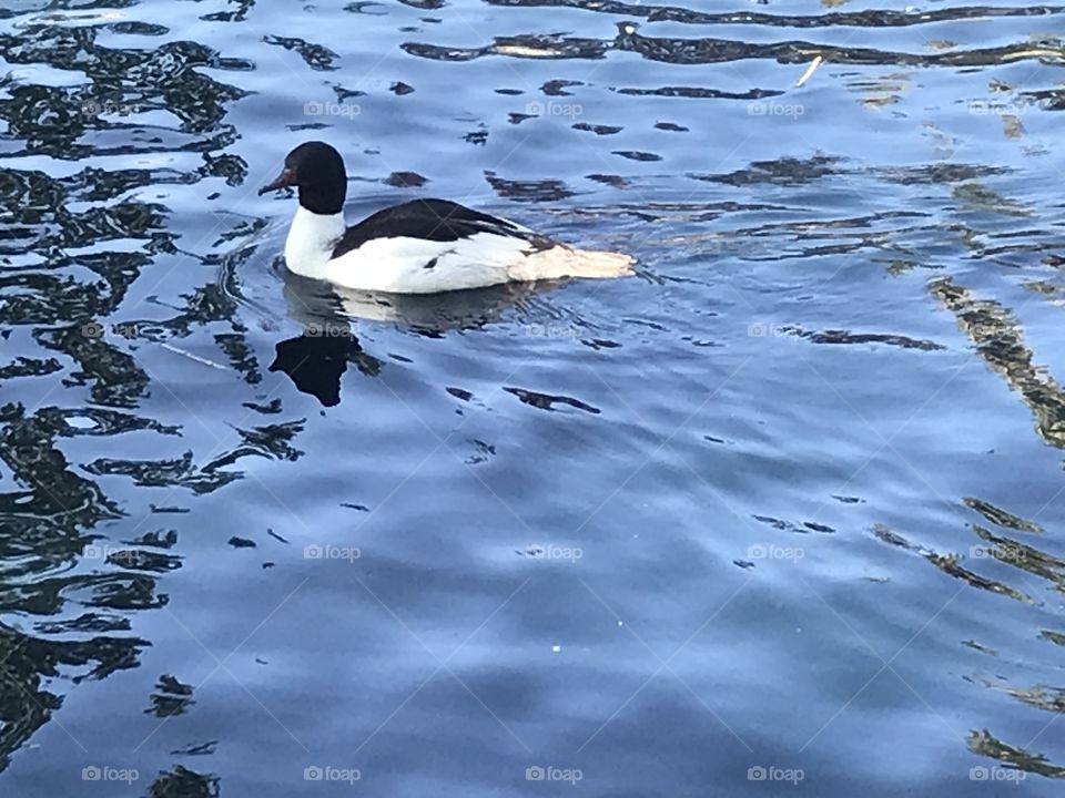 Black and white duck in neighborhood pond