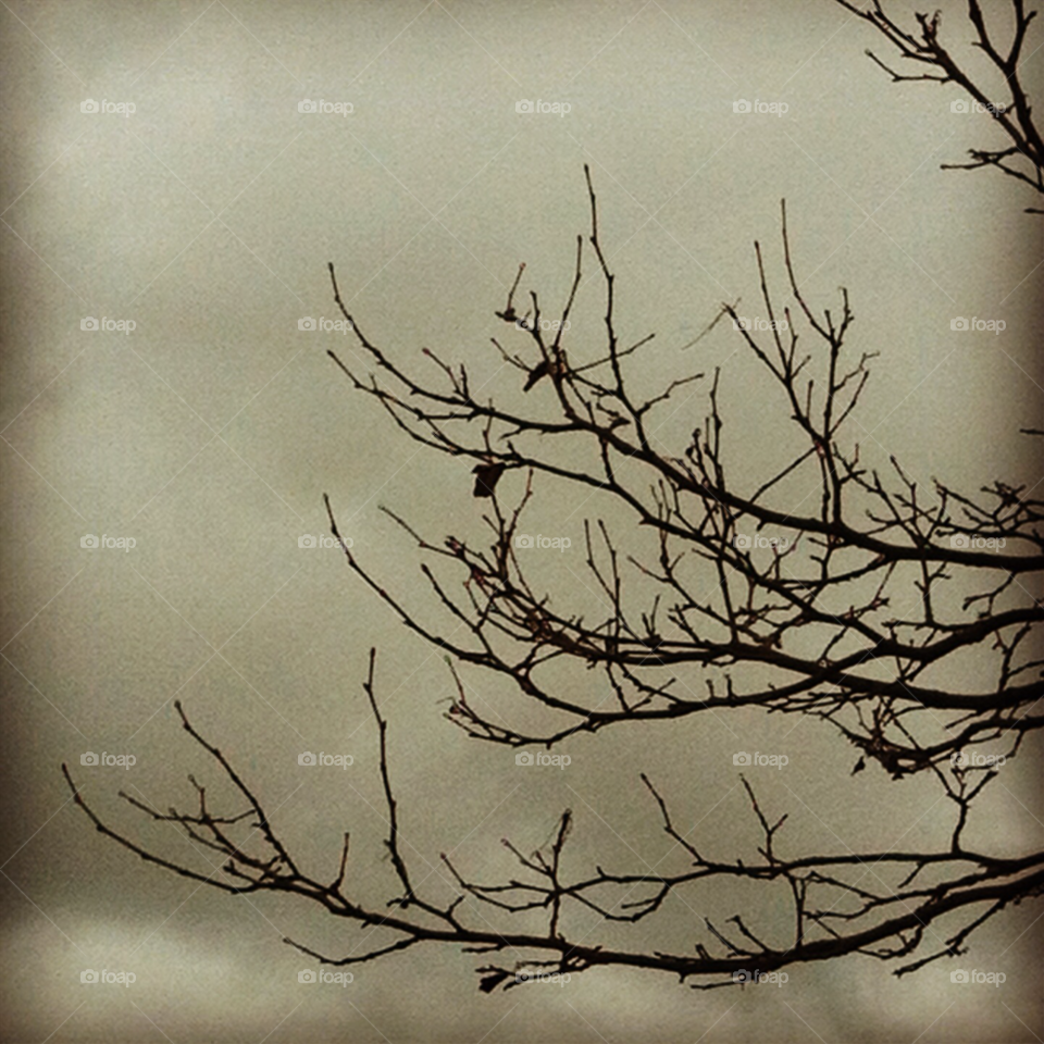 winter dark grey tree by rob_webber7