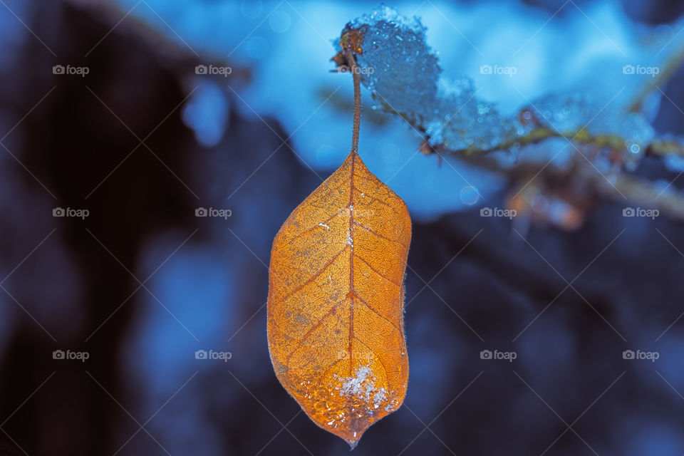 Single golden leaf hanging from a frozen branch in winter season