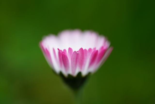 Flower in detail