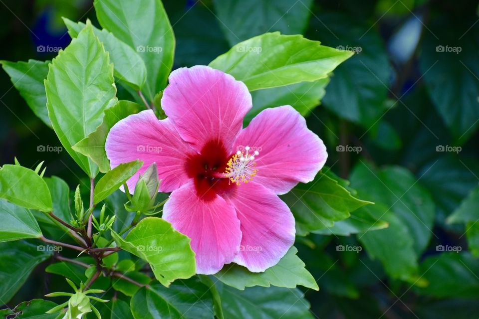 Beautiful vibrant hibiscus flower