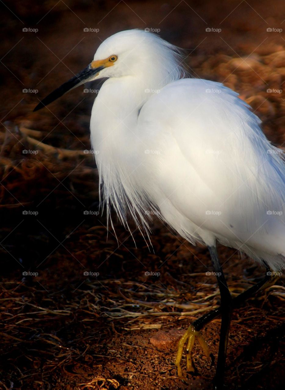 Snowy Egret in the Morning