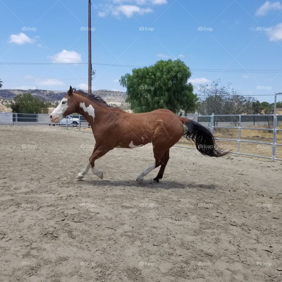 Cantering Paint Horse