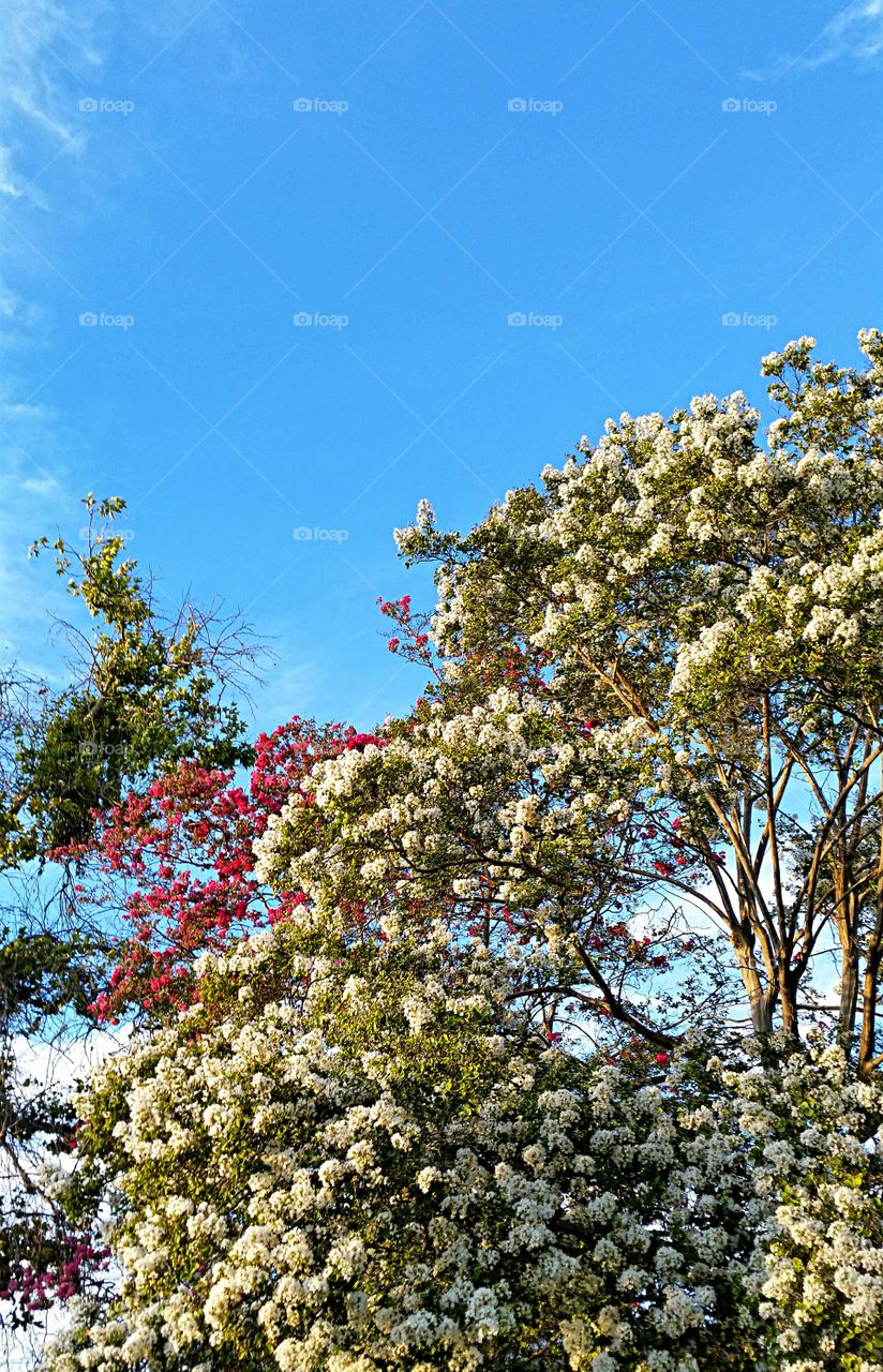 Summer Blossoms. Summertime blossoms of white and pink against a clear blue sky.