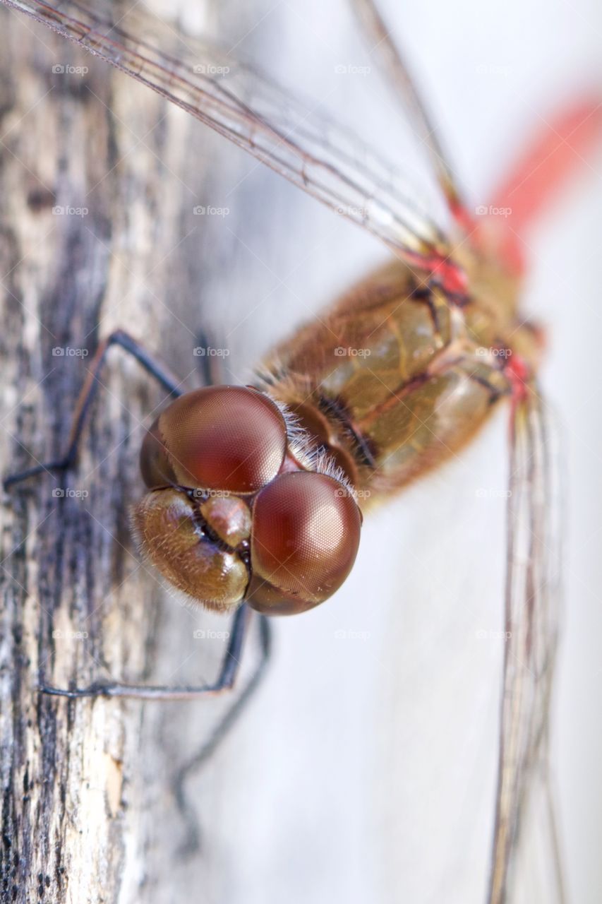 Dragonfly Close-Up