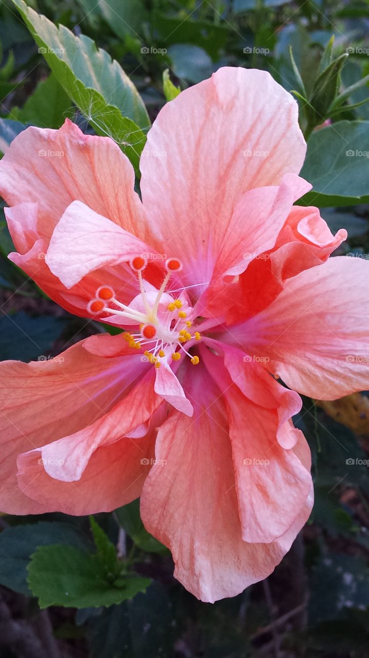 Spring Flowers in Florida