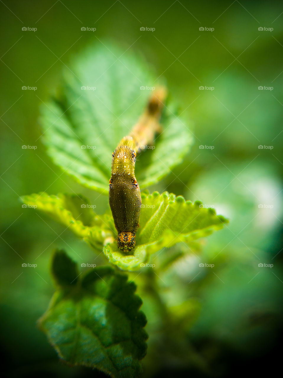 A Colorfull story of a moth who is busy eating his breakfast #macro