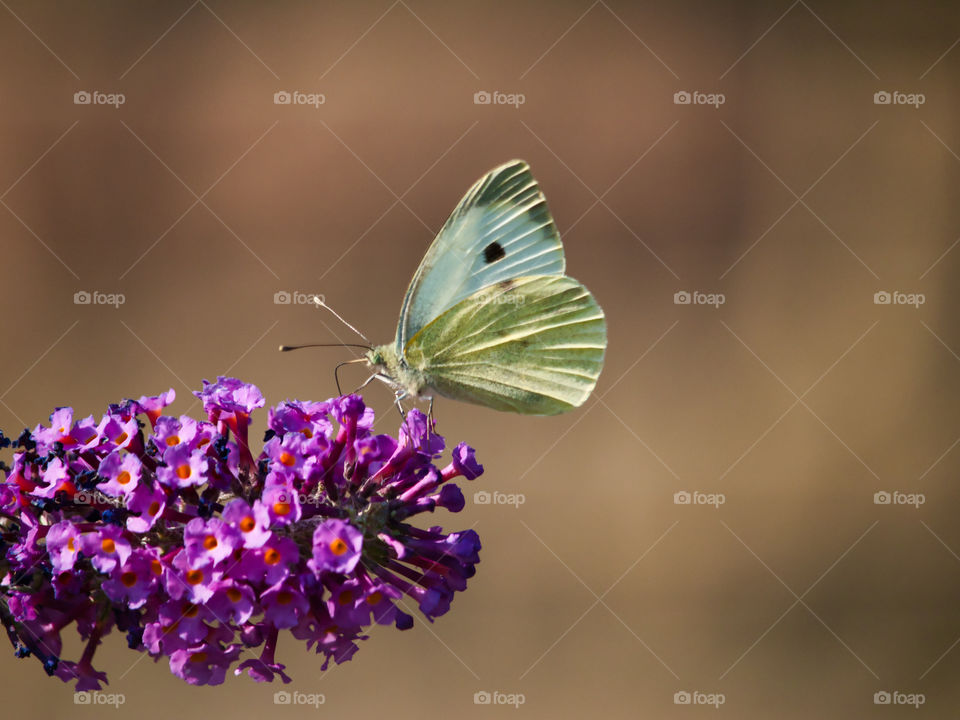 Butterfly and flower in harmony