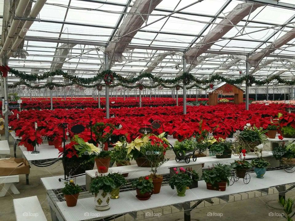 the variety of poinsettias are so breathtaking