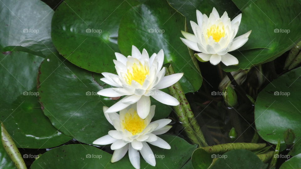 High angle view of lotus water lily