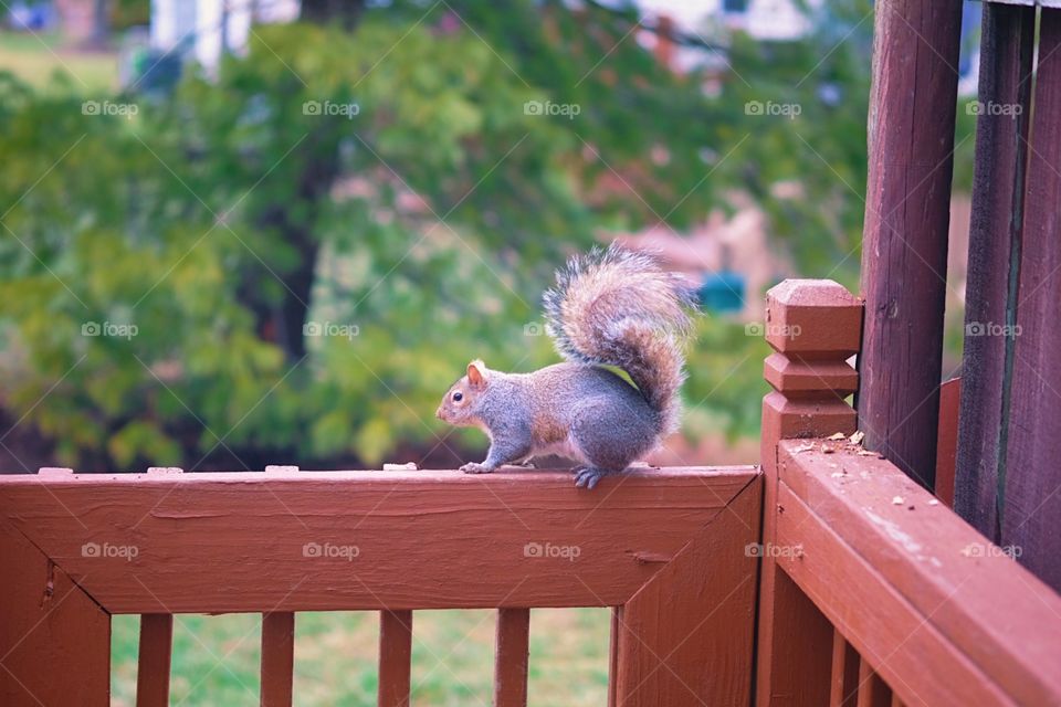 Signs of spring, squirrel on the deck, squirrels in springtime, first signs of spring, squirrel frolicking, cute squirrel, squirrel in Ohio, animals in springtime 