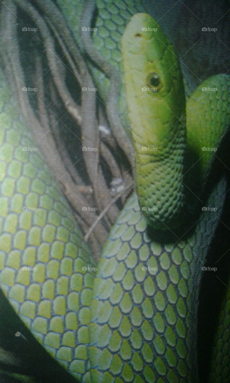 ' Green mamba  are  a tree-dwelling species,feed mostly  on birds ,eggs and small reptiles