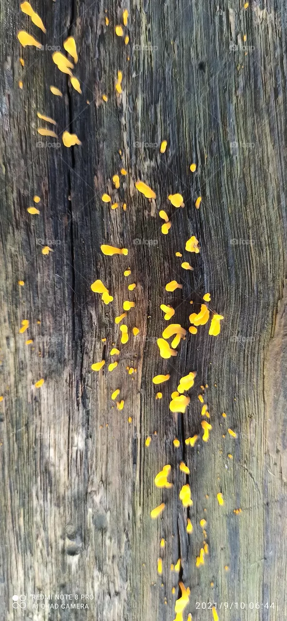 Nature Beauty#6