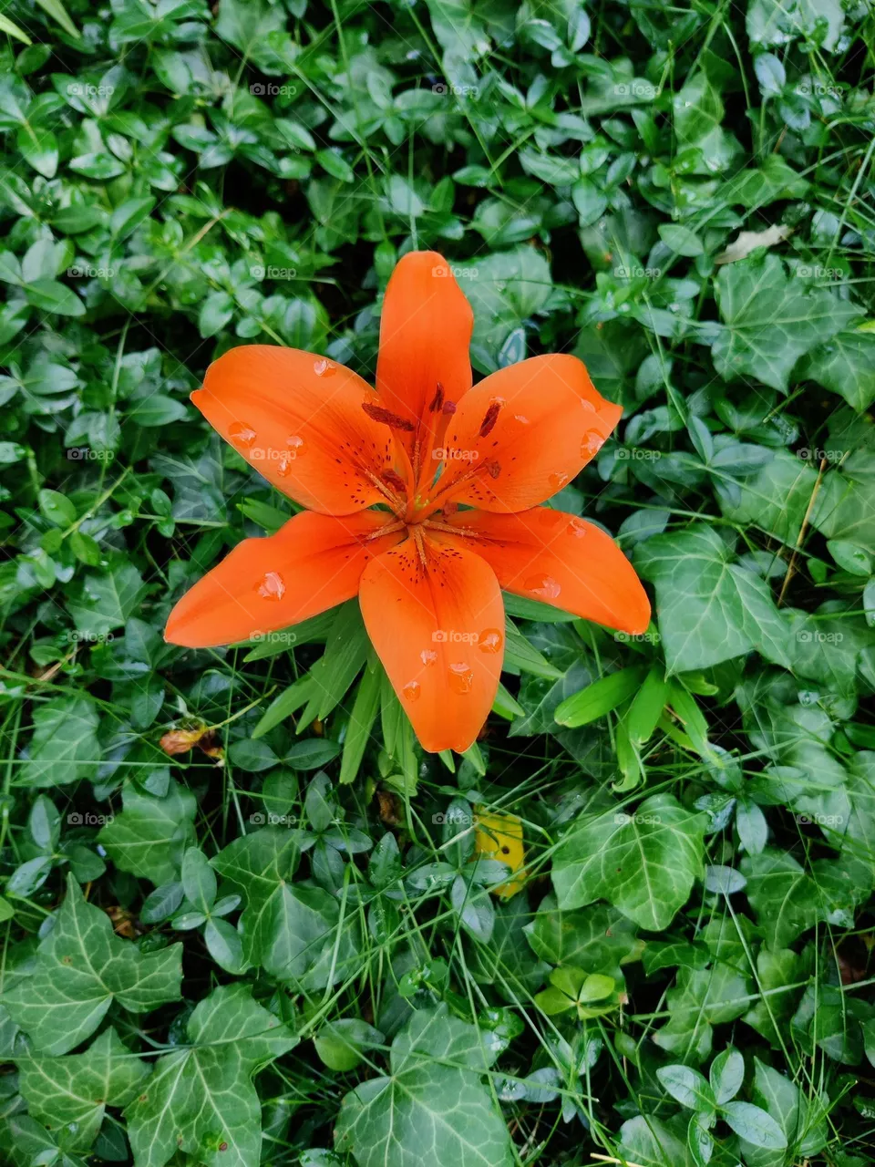 Orange oriental lily in a myrtle and ivy garden