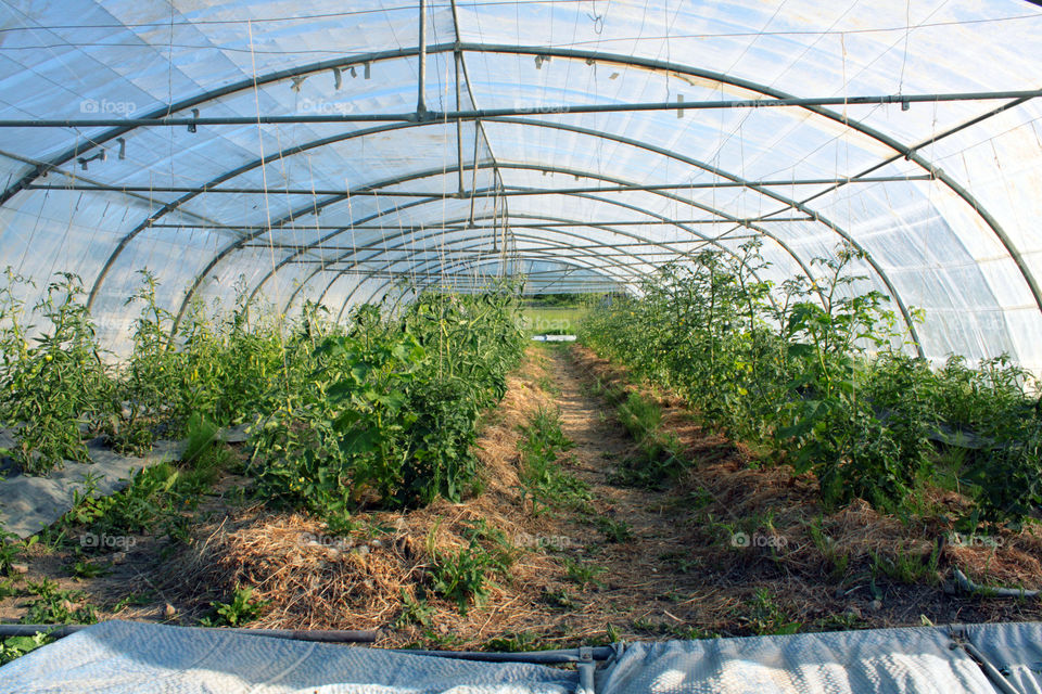 Organic greenhouse, Sweden 2013 