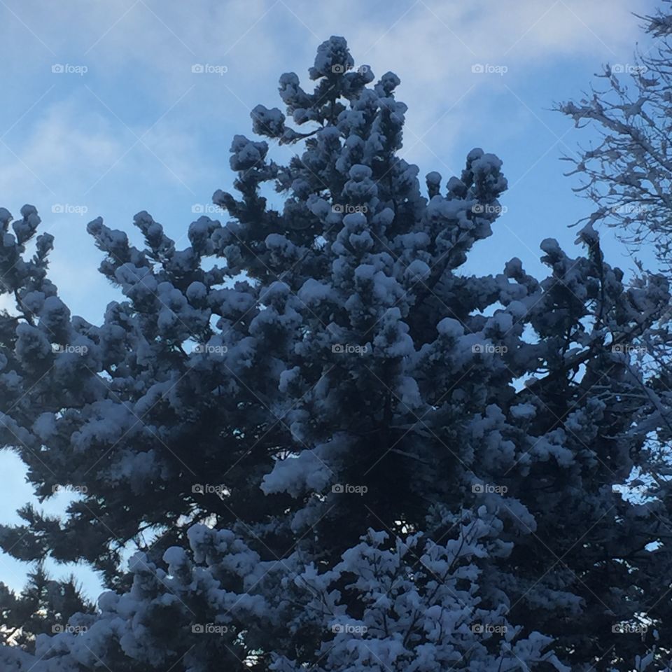 Snow covered tree