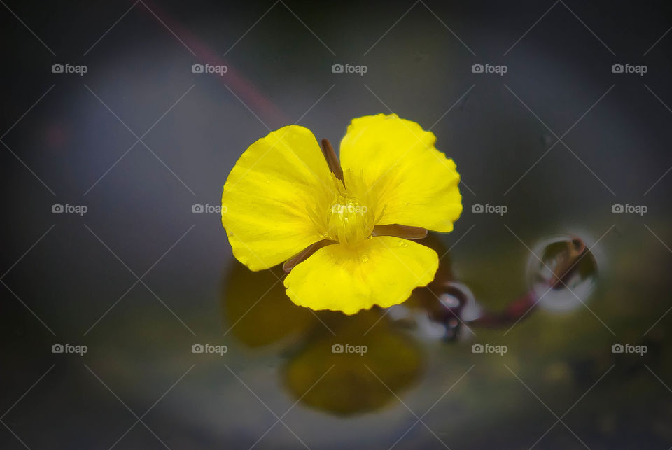 yellow flower by AS74