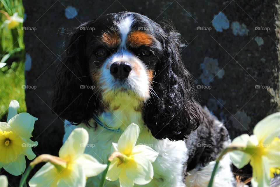 Dog with daffodils