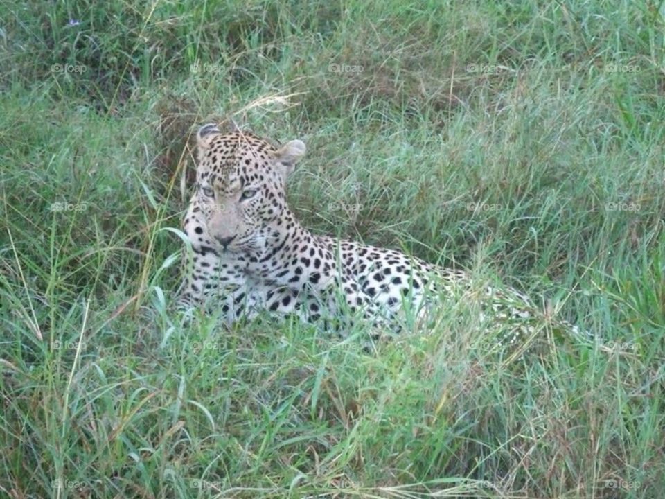 Laying leopard . Safari at Kruger in South Africa 