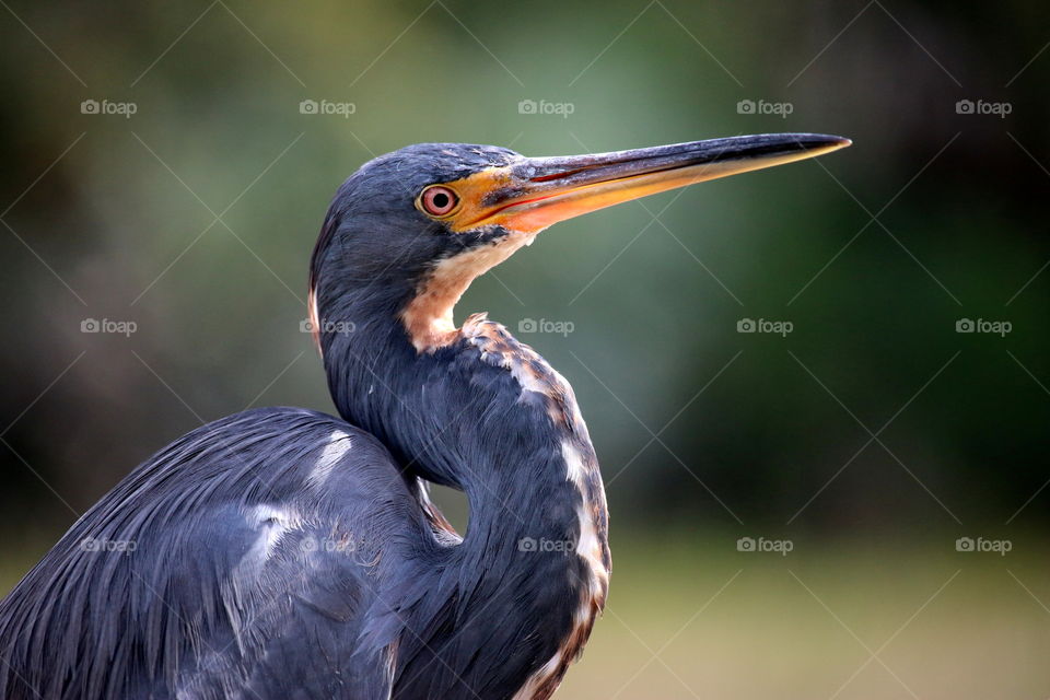 Tri-Colored Heron Close Up Portrait