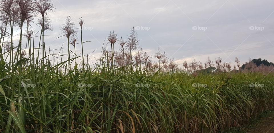 Cane Field Flowers