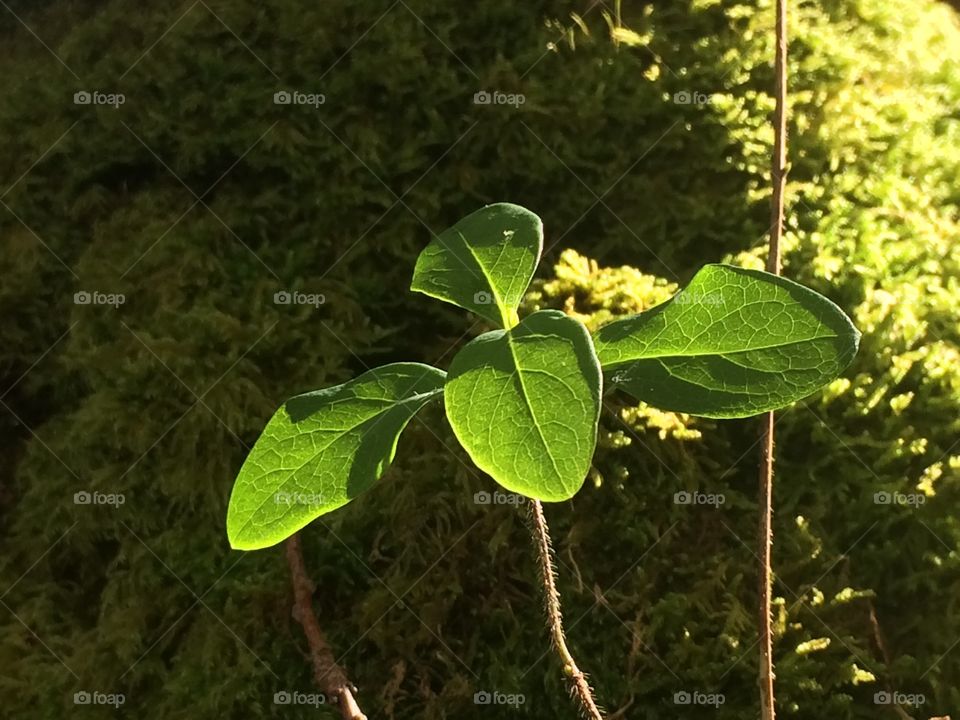 Green leafs on green moss
