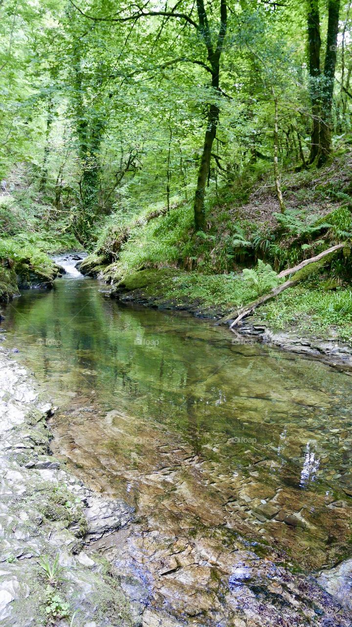 Crystal clear water pool in the forest stream 