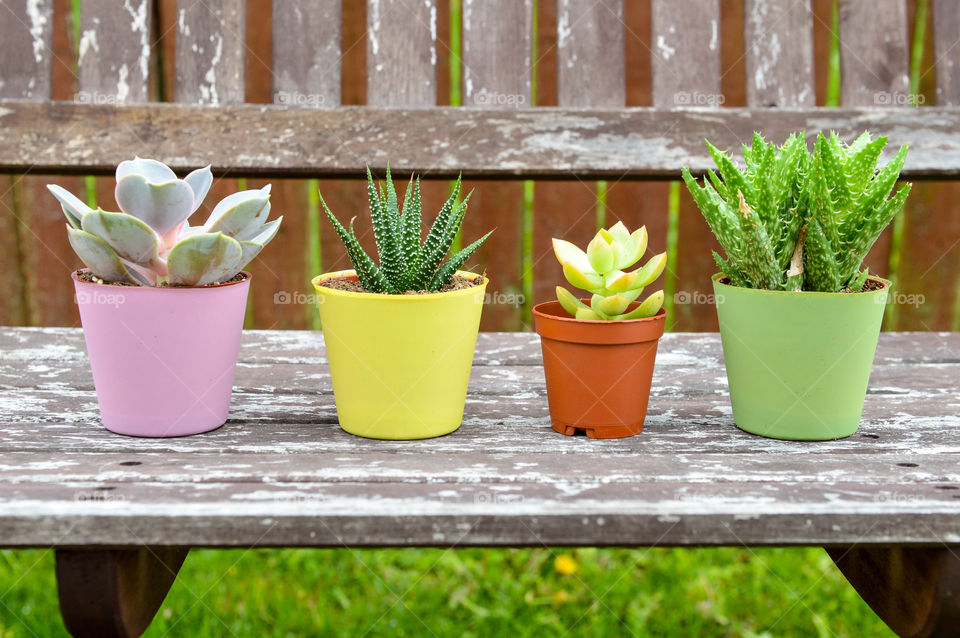 Row of individually potted, small cactus on a rustic bench