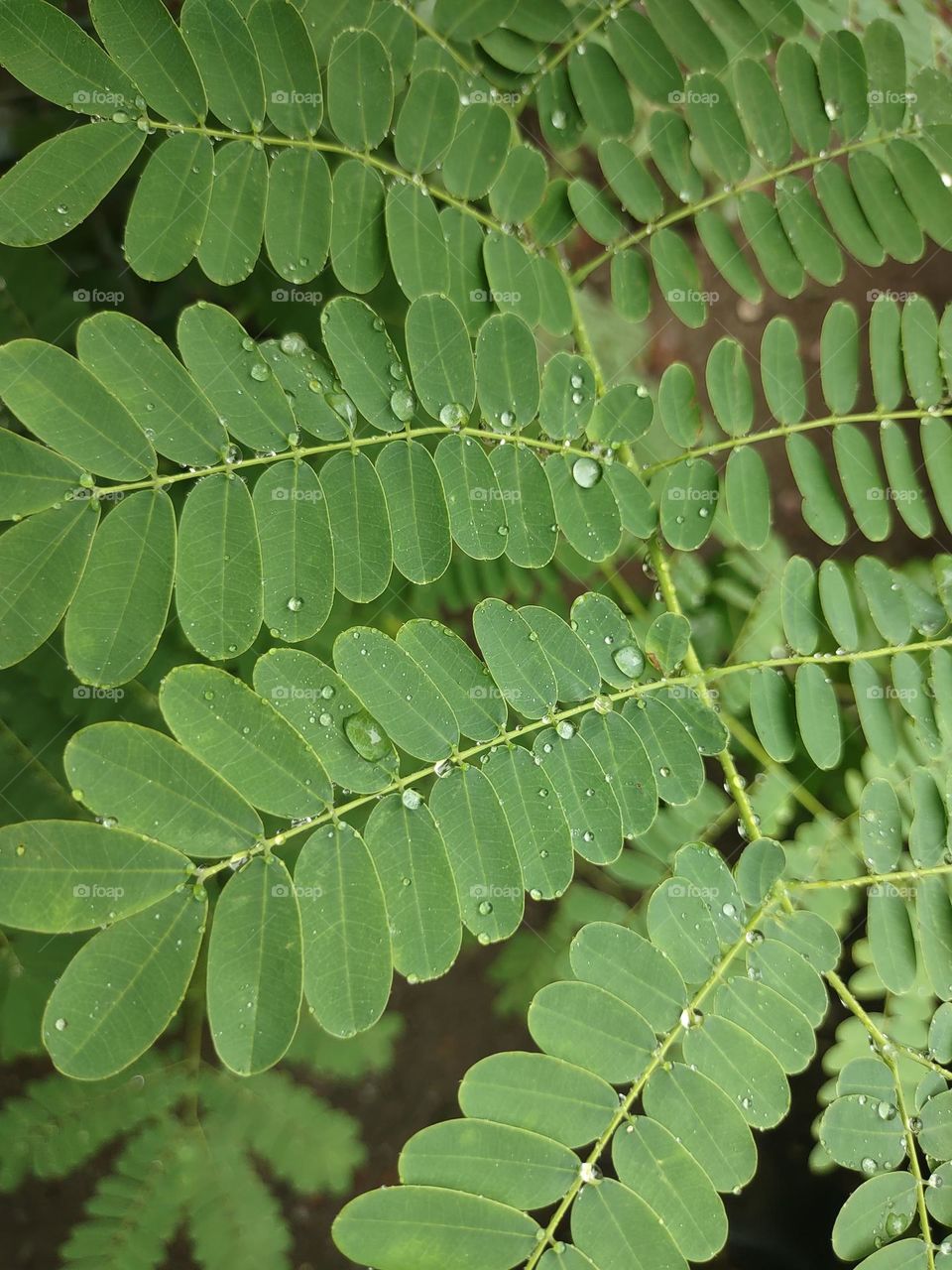 Rain drops are cool on our garden plants