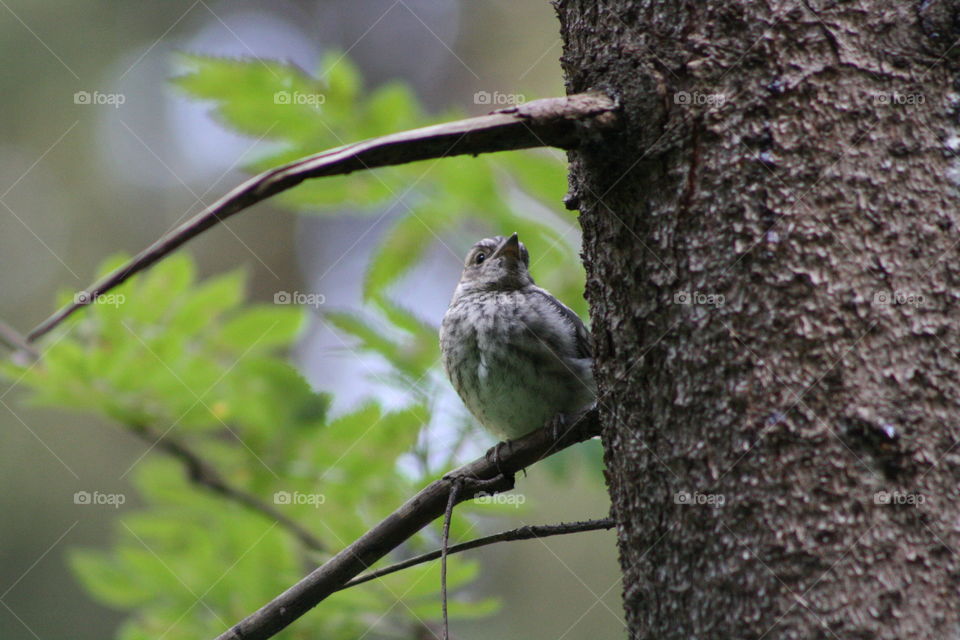 Bird on a tree branch in the forest