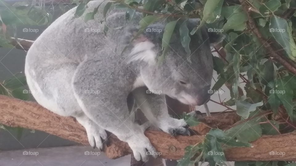 Coala in the Lone Pine sanctury in Brisbane, Australia