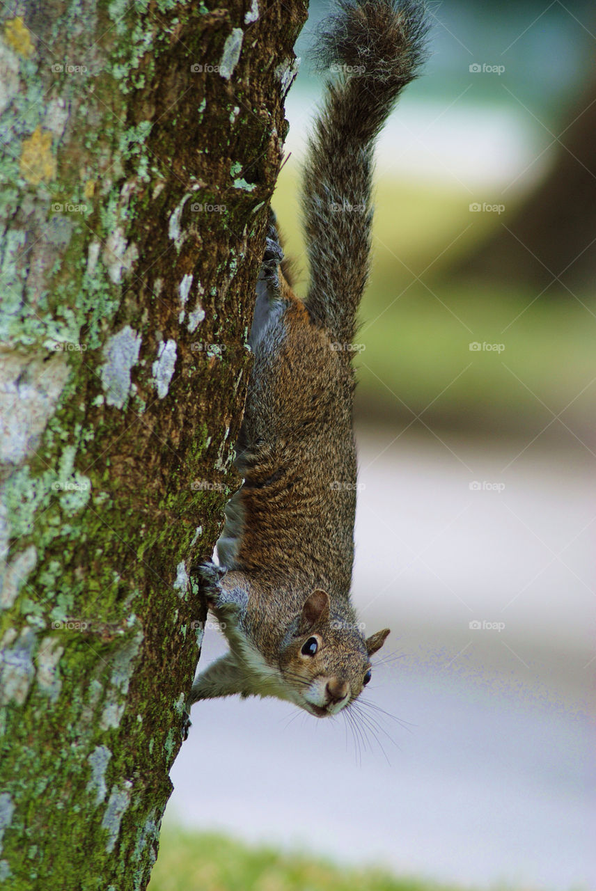 squirrel