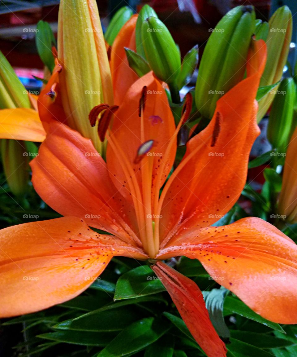Orange Lily!