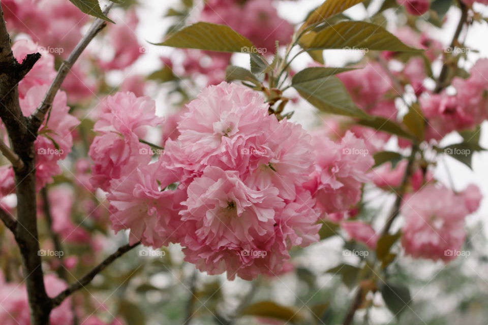Tree with large pink flowers