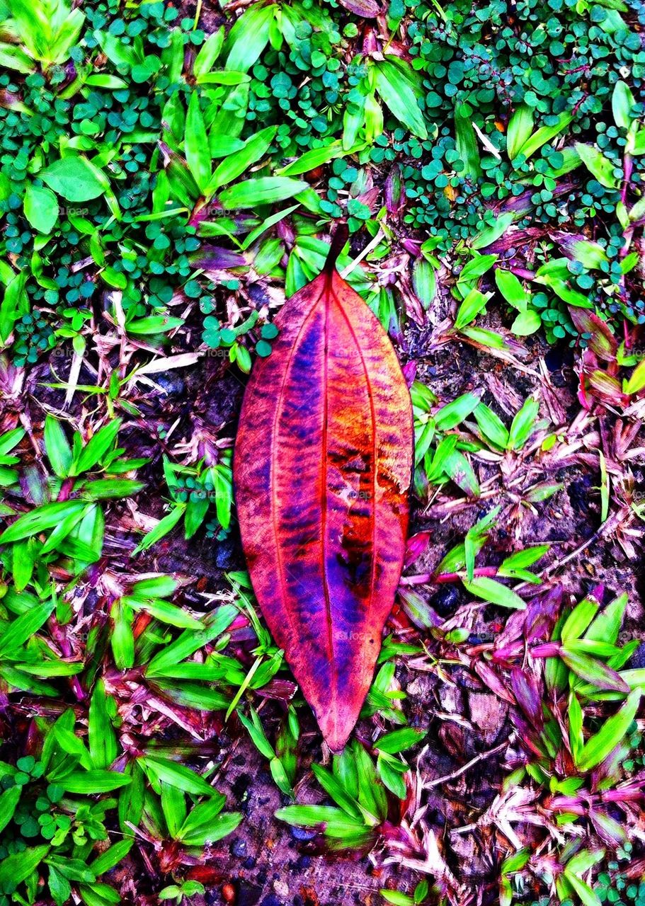 Wet dried leaf