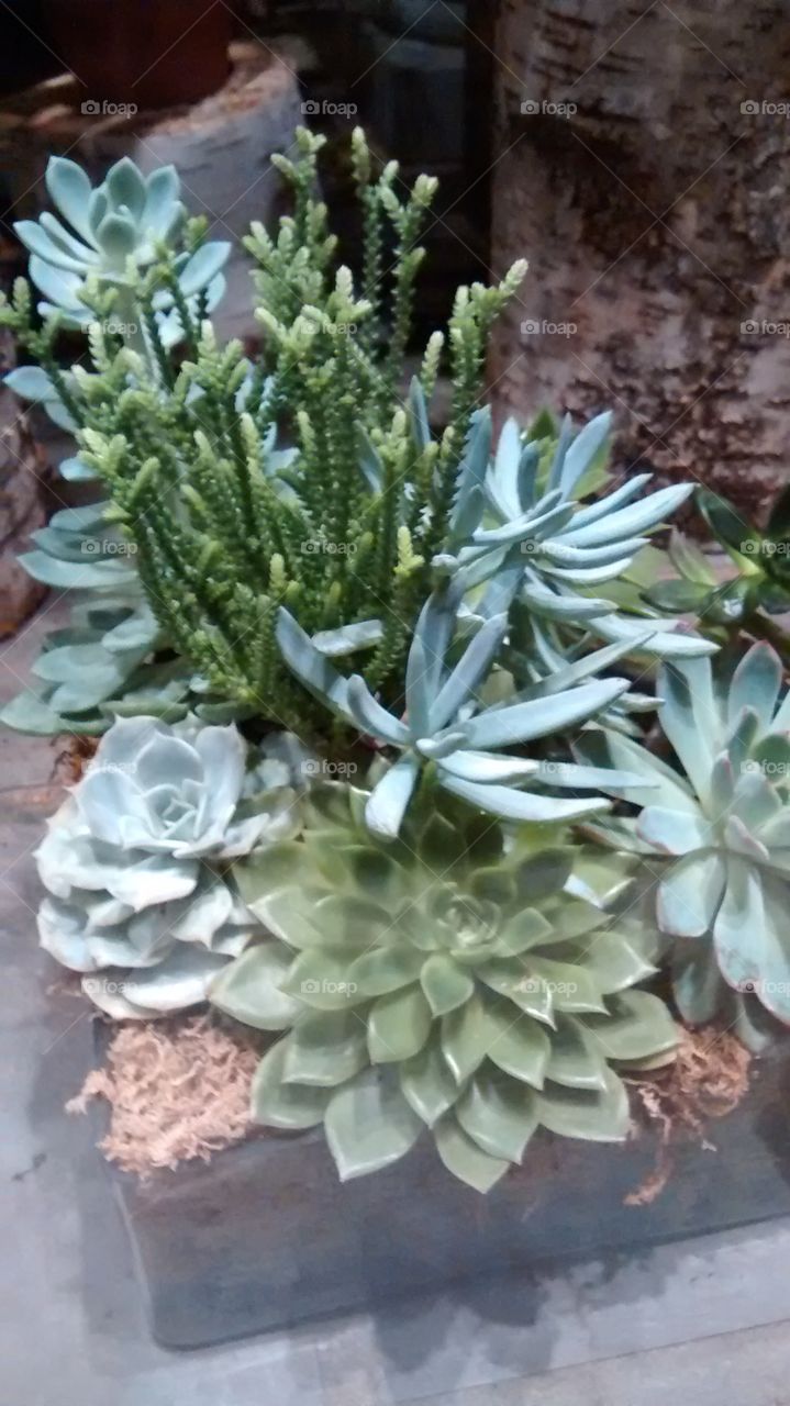 Succulent plants. at location