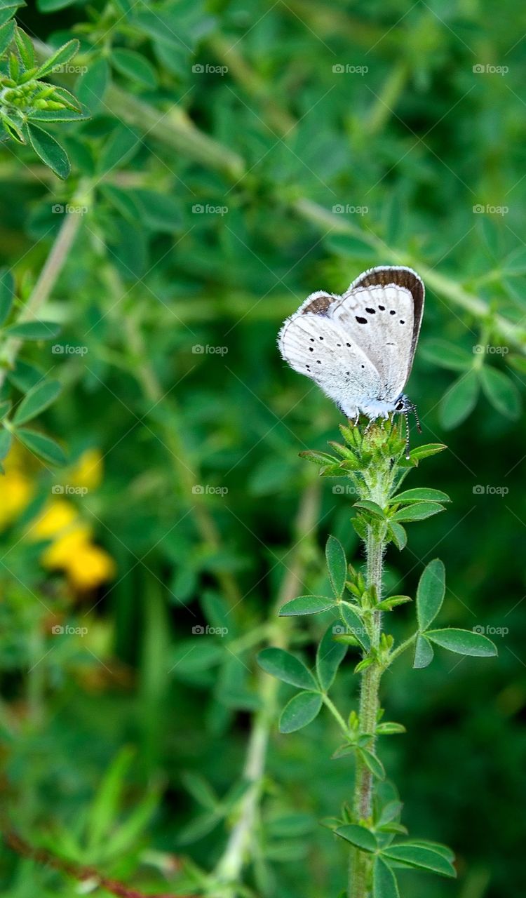 Close-up of butterfly on plant