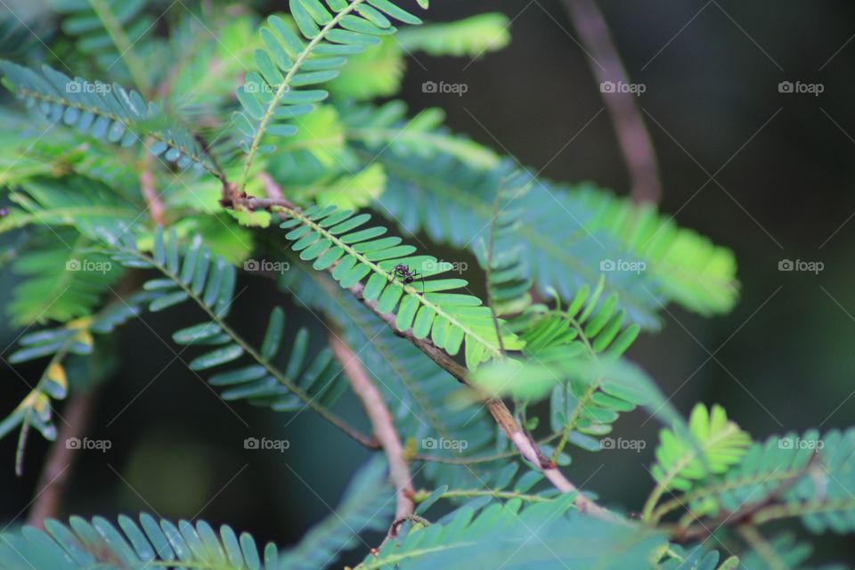 Black ants on green leaves