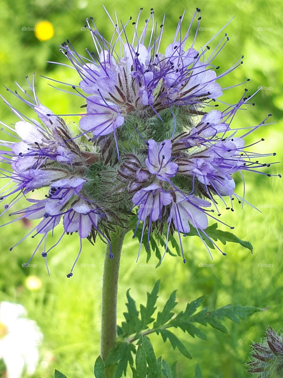 Purple Flower