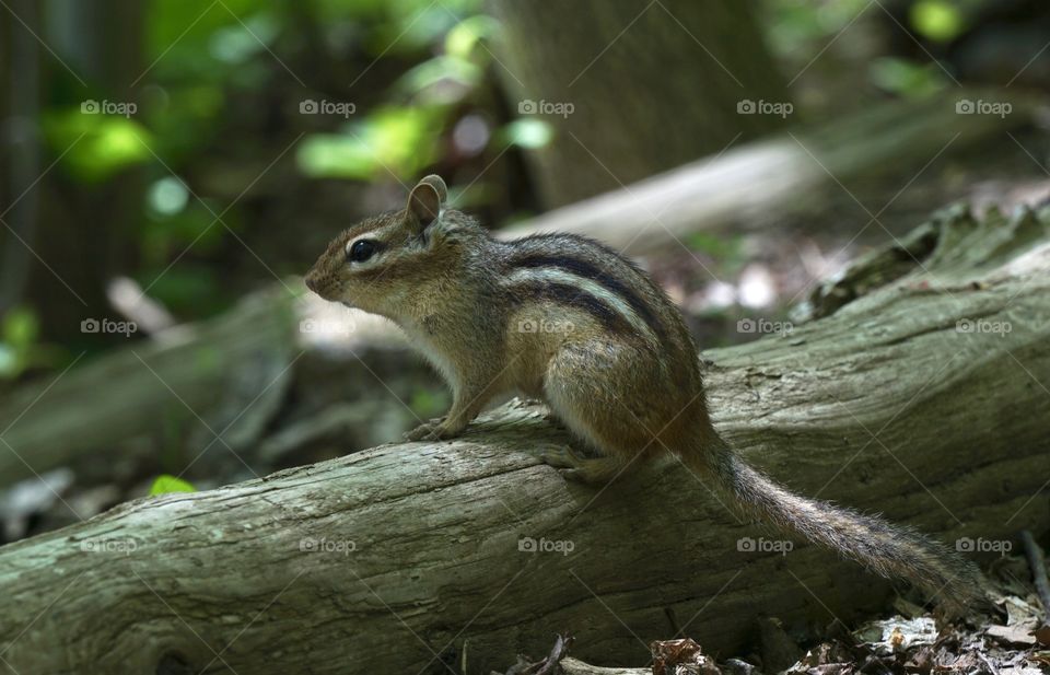 Side view of chipmunk