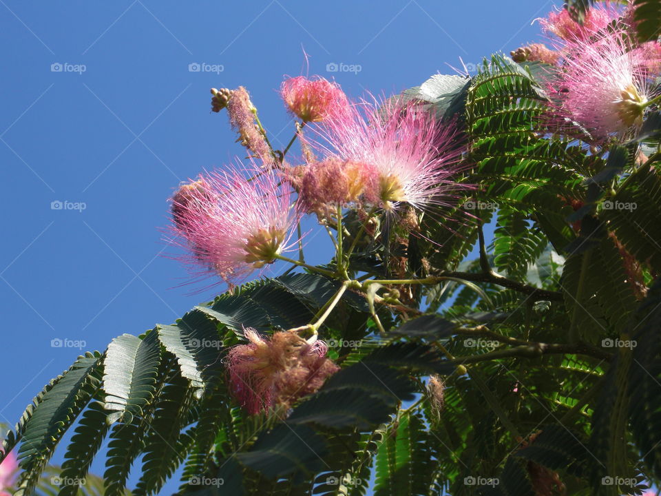 Pink flowering bush