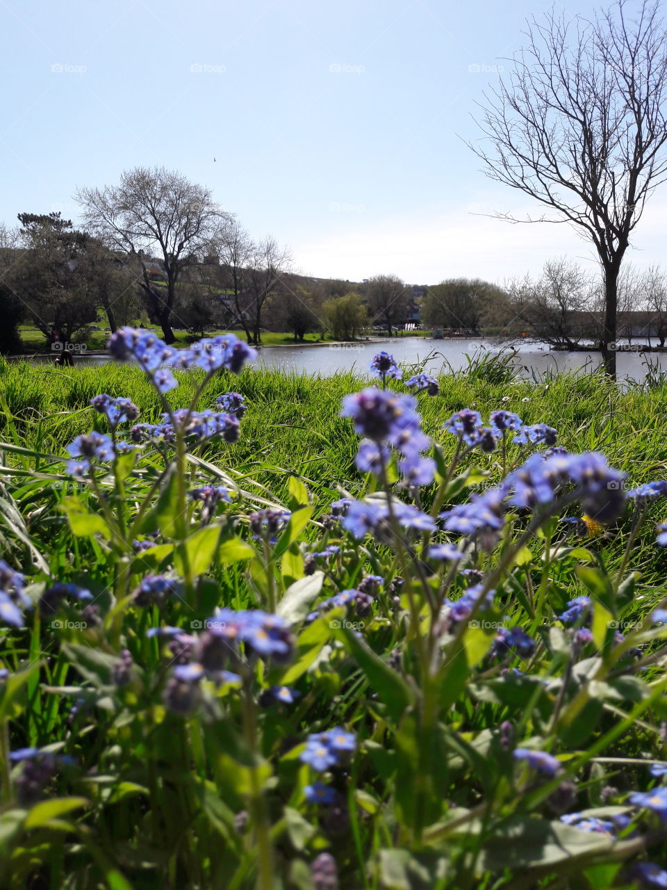 forget-me-not flowers growing wild