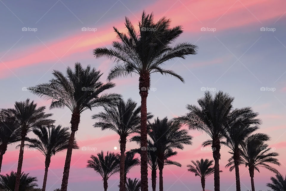 Rising moon over the beautiful colorful summer sunset above the tropical palm trees silhouettes 